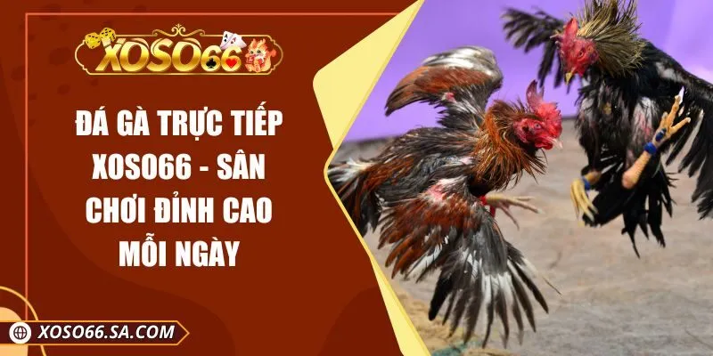 Đá Gà Trực Tiếp XOSO66 - Sân Chơi Đỉnh Cao Mỗi Ngày