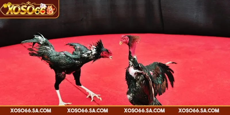 Trận đấu cựa dao với các chiến kê to khoẻ và vũ khí sắc nhọn