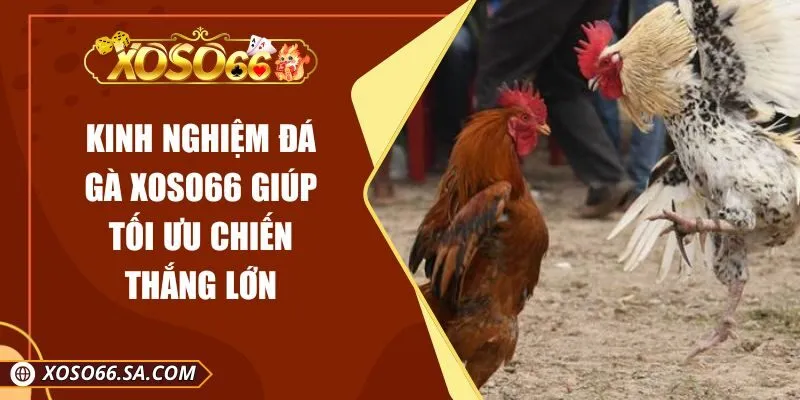 Kinh Nghiệm Đá Gà XOSO66 Giúp Tối Ưu Chiến Thắng Lớn
