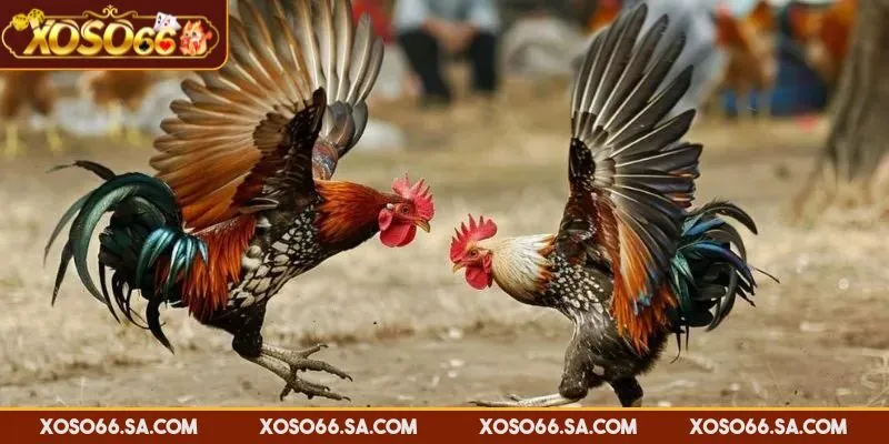 Cần quan sát trận đấu trước khi xuống tiền cược