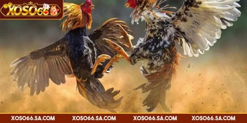 Cựa sắt giúp chiến kê ra đòn chắc chắn và nhanh thắng