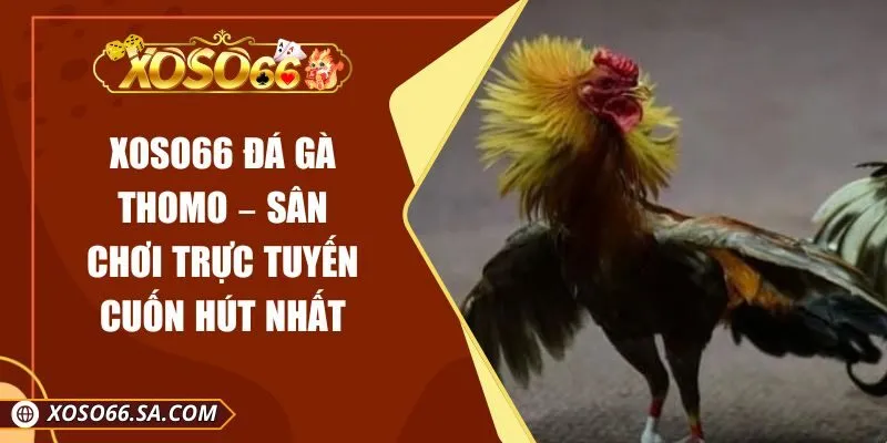 XOSO66 Đá Gà Thomo – Sân Chơi Trực Tuyến Cuốn Hút Nhất