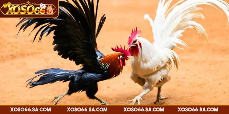 XOSO66 đá gà Thomo đảm bảo các trận đấu hợp pháp
